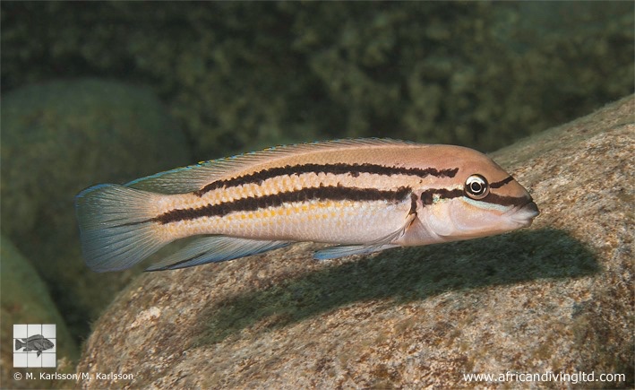 Chalinochromis sp. 'bifrenatus' Lyamembe